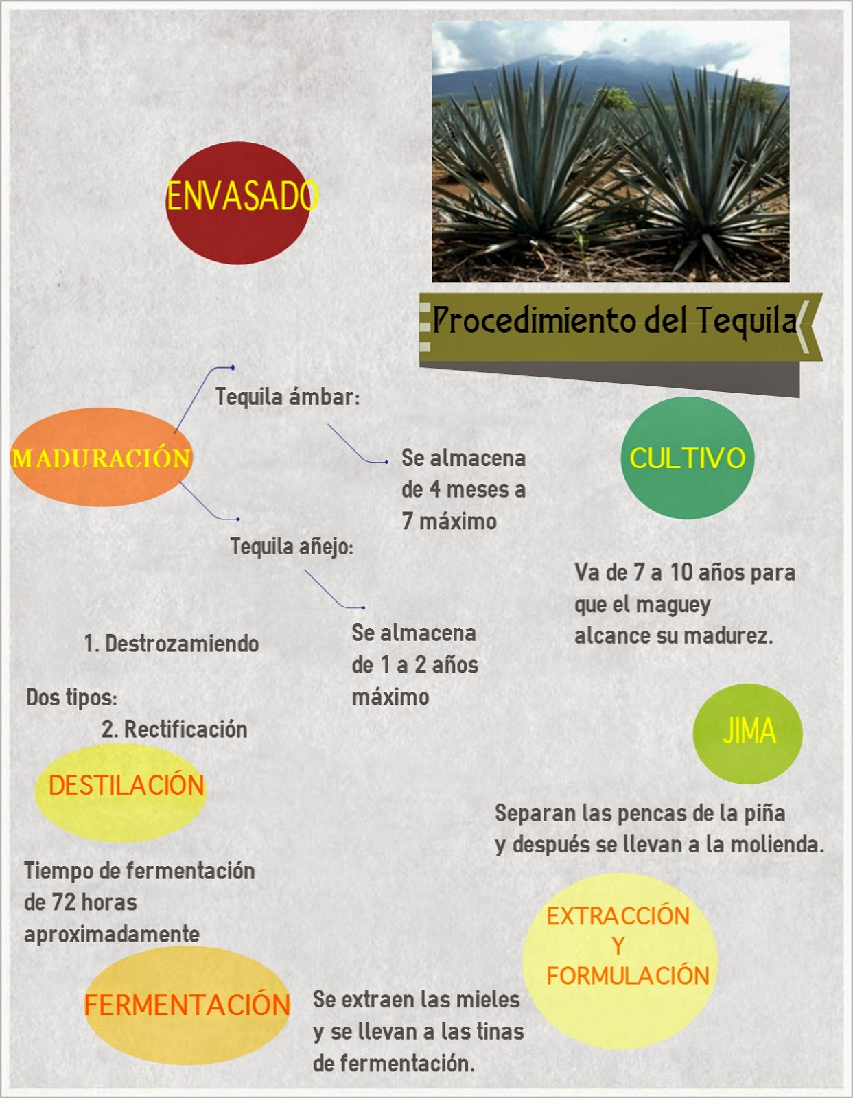 Tequila Pueblo Mágico Jalisco ¿Cómo se elabora el tequila?