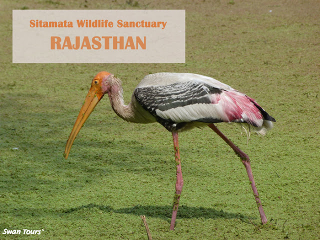 rajasthan tours and travels