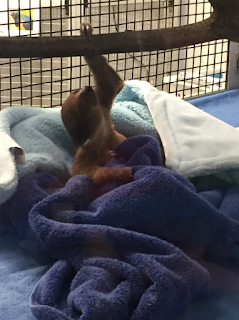 Exercising baby sloth pittsburgh-aviary-sloth-baby-exercising