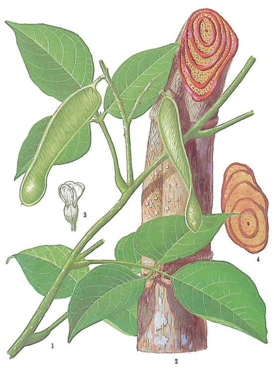 Spatholobus suberectus Dunn (Fam. Fabaceae)