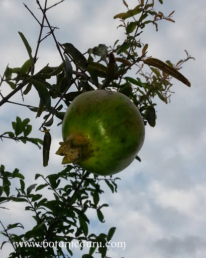 Punica granatum, Pomegranate fruit