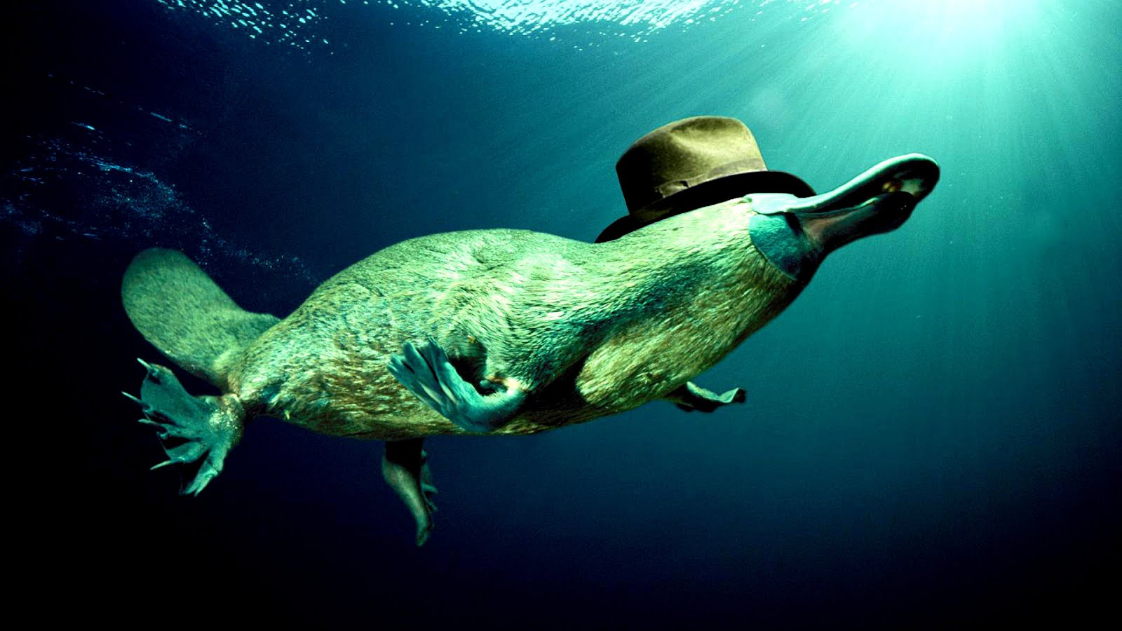 are platypus endangered species are platypus endangered species