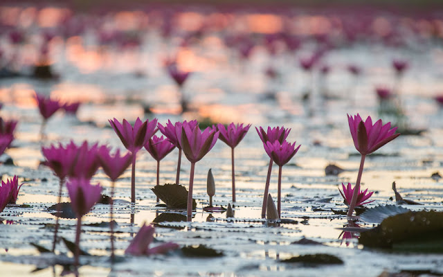 شاهد سحر بحيرة اللوتس الأحمر في تايلند I-visited-the-red-lotus-sea-in-Thailand-57b31602a2fcf__880