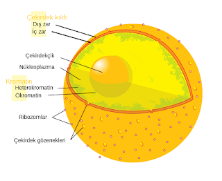 Ökaryot hücrelerdeki temel çekirdek yapısının şeması.
