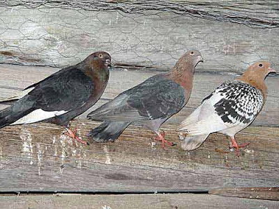 Nuremberg Lark pigeon Alouette de Nuremberg