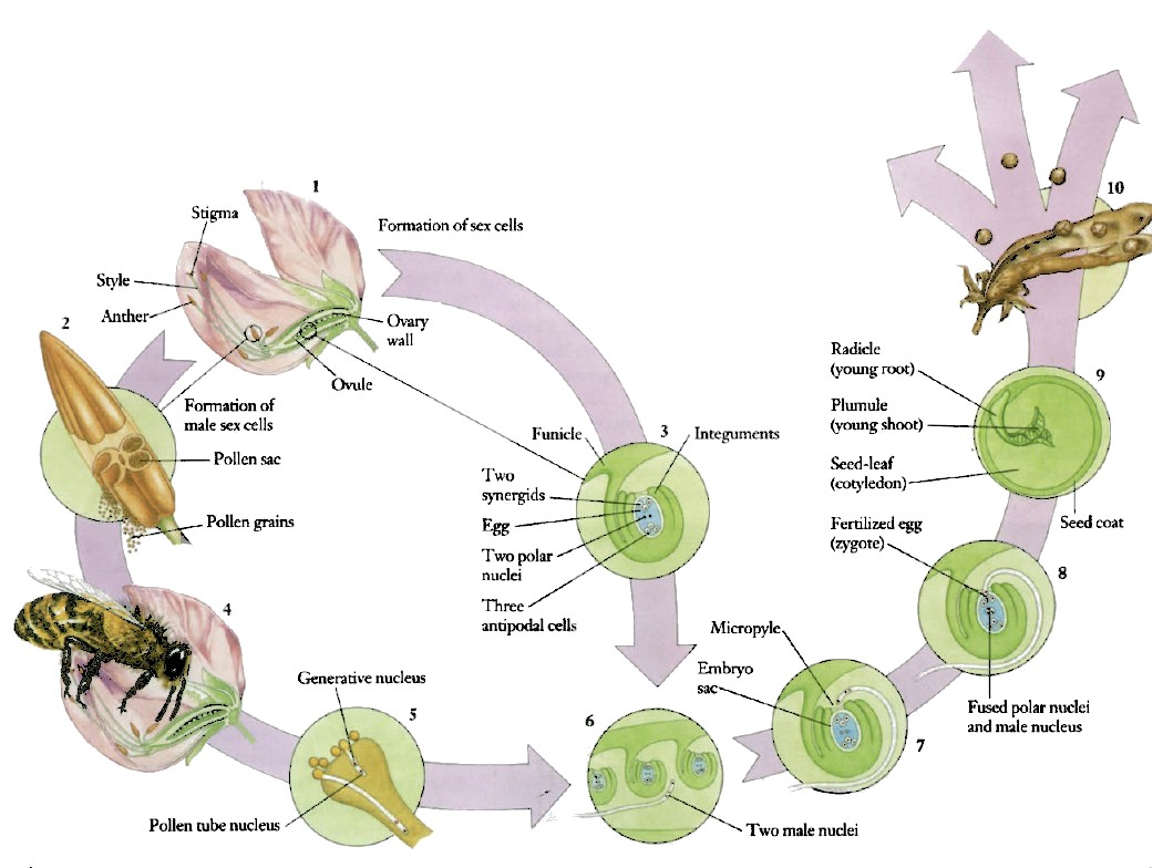 Pollination Process For Bees