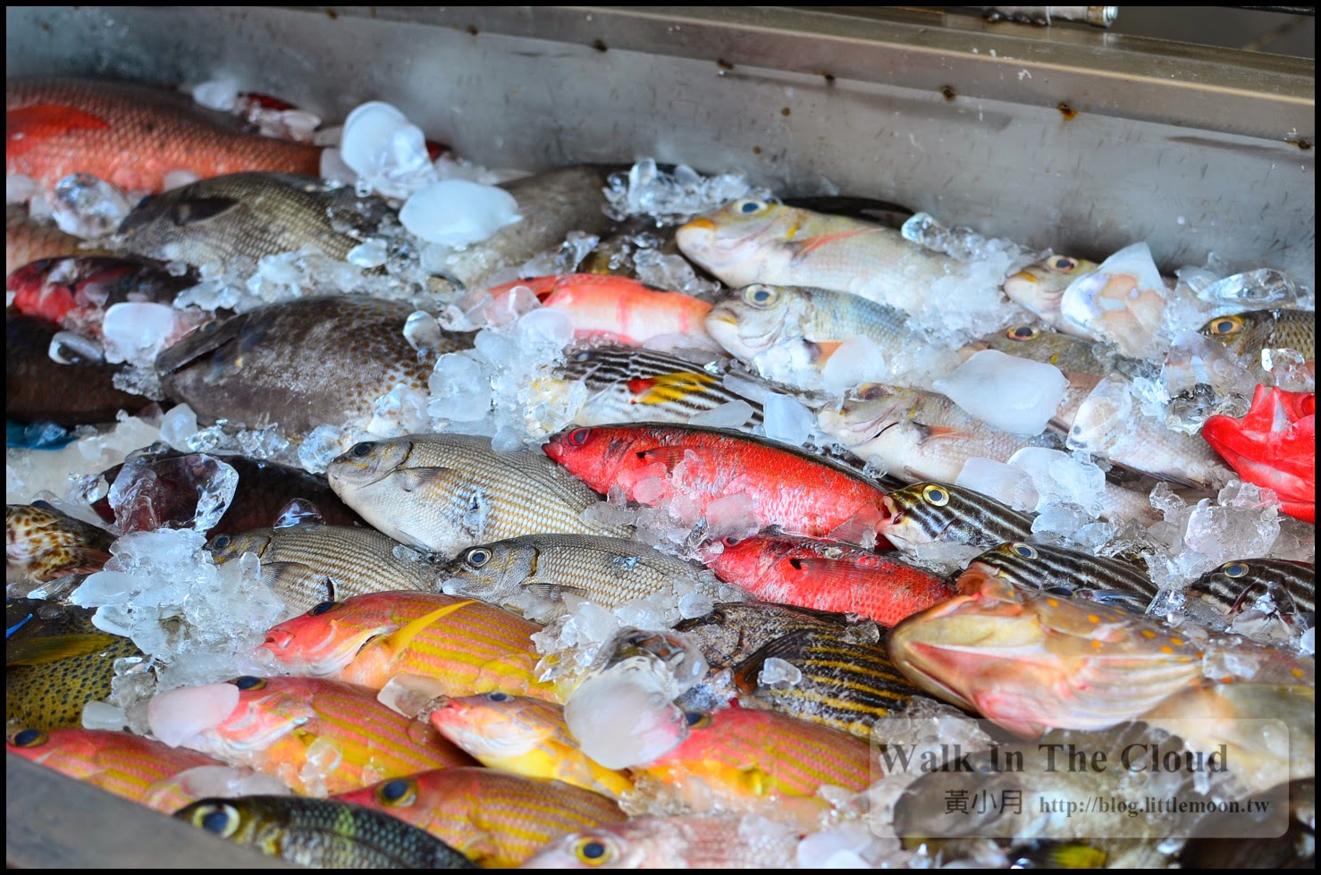 各式魚種 各式魚種