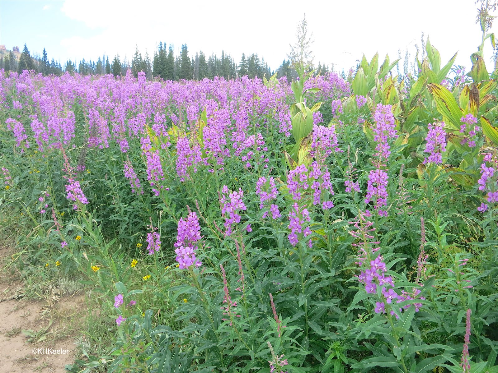 A Wandering Botanist Plant Storythe Iconic Fireweed