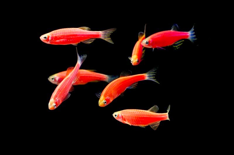 Finatics Tropical Fish April 2014