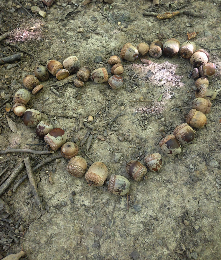 A heart made of acorns to show the love and appreciation of nature.