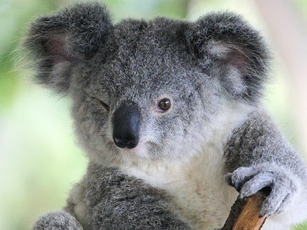 74 Gambar Hewan Koala Terlihat Keren Gambar Pixabay