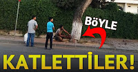 gaziantepte ağaç kıyımı