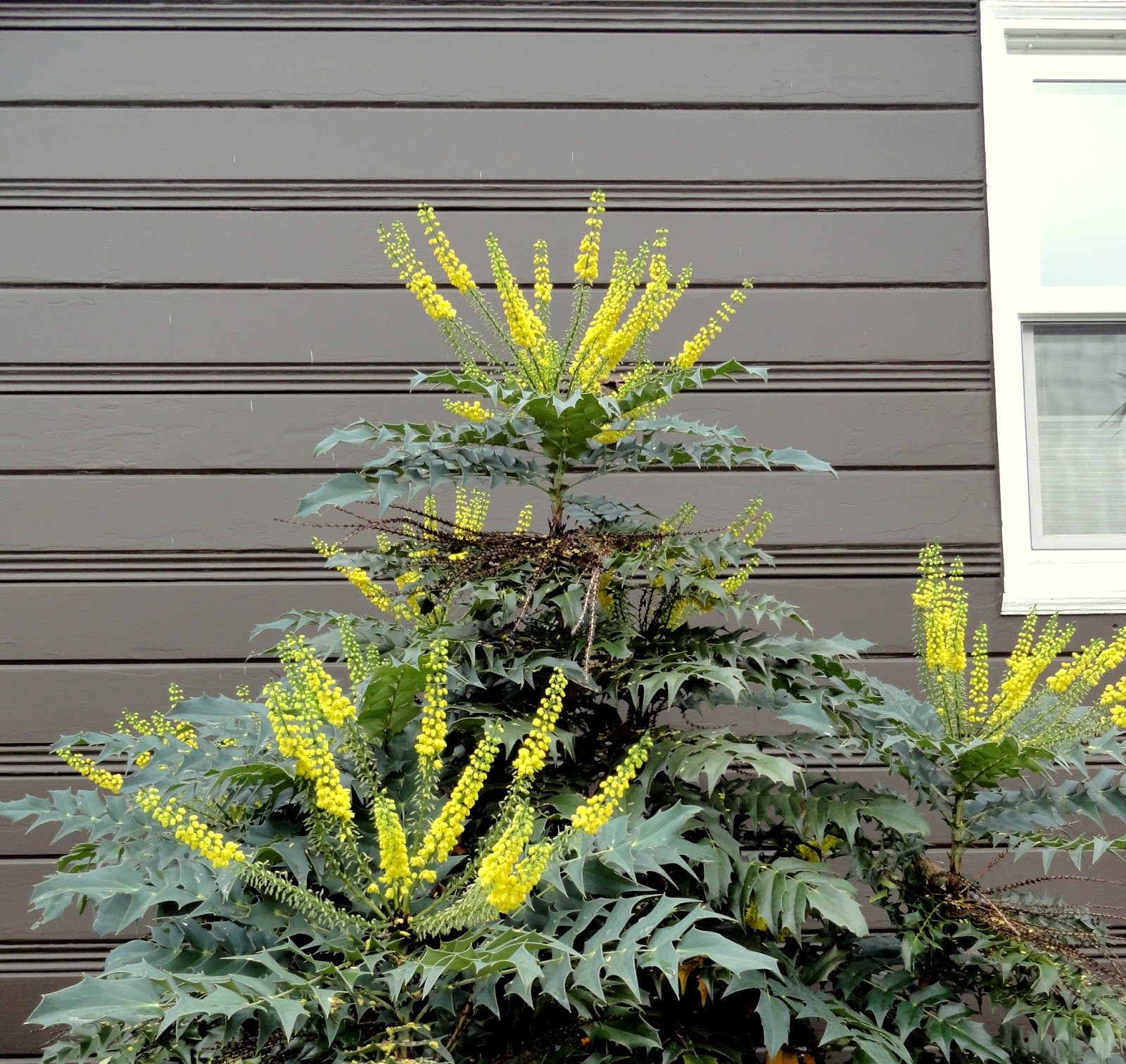 Danger Garden Mahonia They Re My Favs At The End Of November