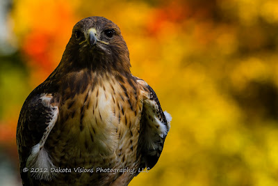 Red Tailed Hawk by Dakota Visions Photography LLC www.dakotavisions.com Black Hills Photo Shootout