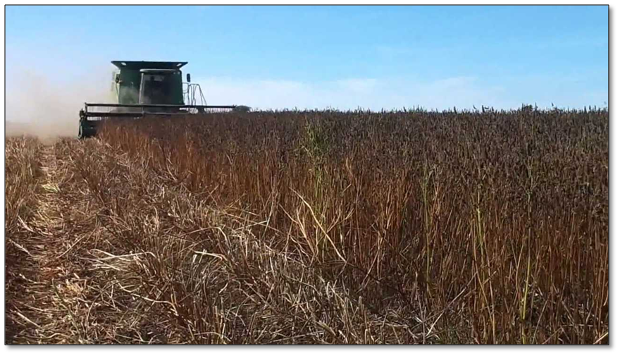 Rich Farm Kenya Profitable Agribusiness Ideas in Fruit Farming Chia