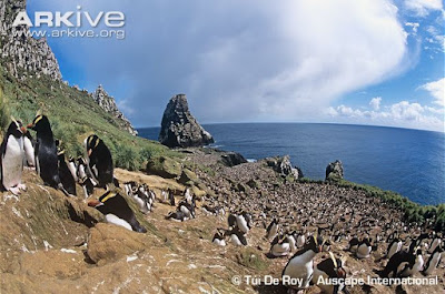 Erect crested Penguin habitat