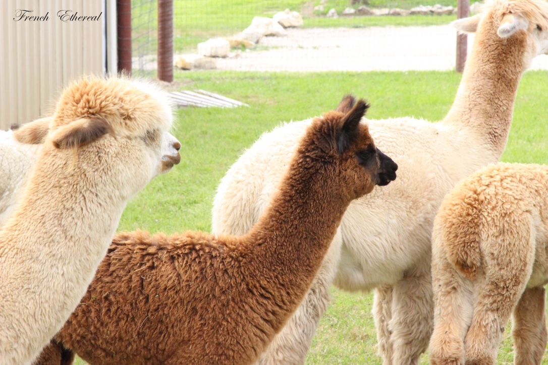 French Ethereal The Beast{s} The Alpacas of Wagon Master Farm