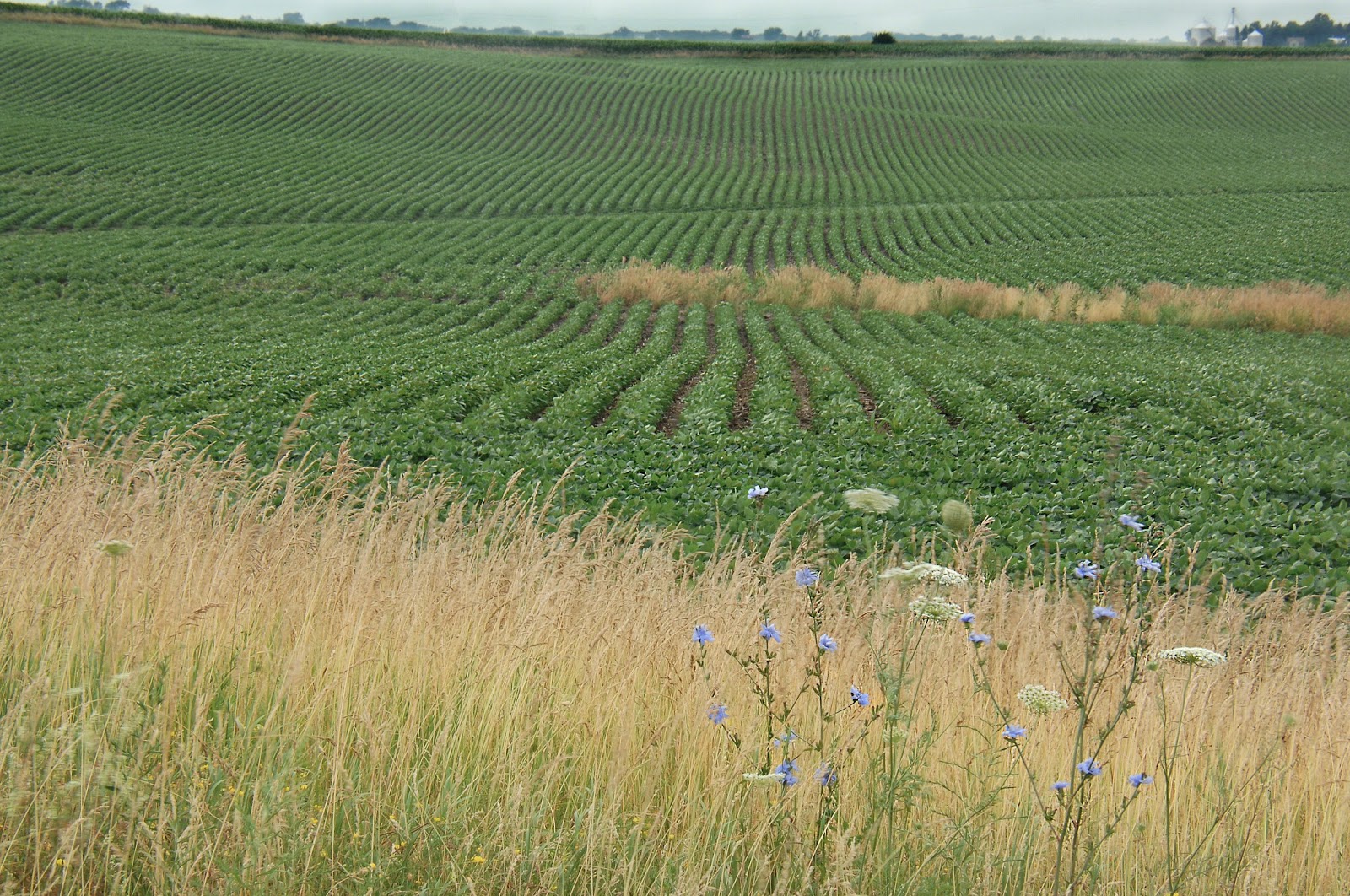 Bailey's Buddy: Crop rows defining the rural landscape Photos by Bob Kelly