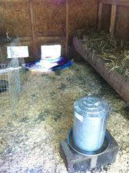 chicken coop keeping chickens coops fresh smelling keep clean cleaning timbercreekfarmer eggs hold tips five quick help makes timber creek
