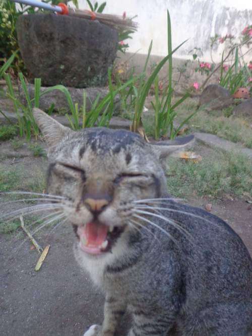 Kumpulan Fakta Menarik Tentang Kucing dan Keistimewaannya - Kumpulan