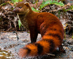 coastal-ring-tailed-mongoose-244x200.png