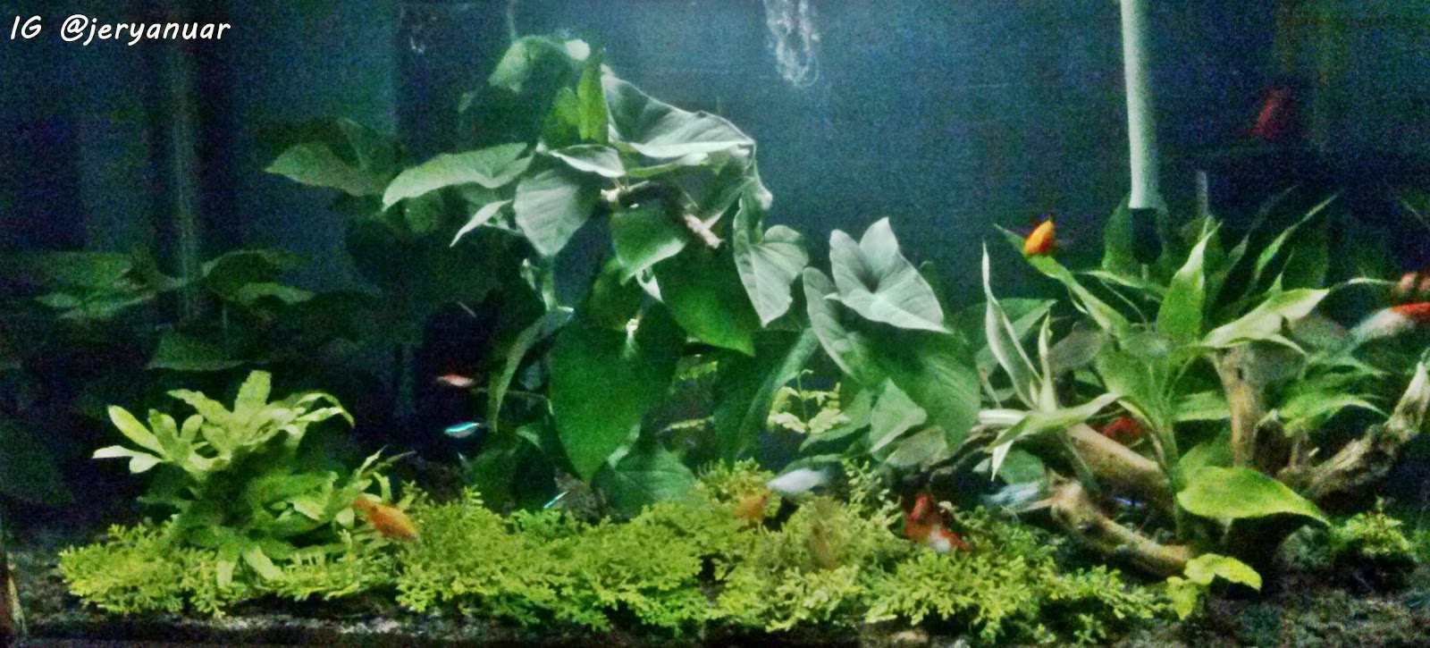 Aquascape Menggunakan Tanaman Darat Bisakah