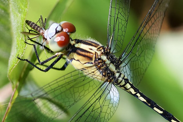 Alam Mengembang Jadi Guru: Fakta-Fakta tentang Capung (Dragonfly)