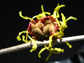 Arnold Promise Hamamelis x intermedia witch hazel spring blooms by garden muses-not another Toronto gardening blog