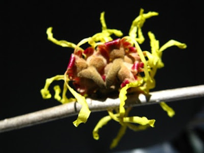 Arnold Promise Hamamelis x intermedia witch hazel spring blooms by garden muses-not another Toronto gardening blog