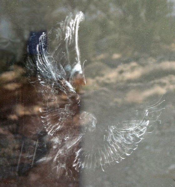 bird impact imprint on glass made by powder down