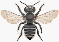 http://sciencythoughts.blogspot.co.uk/2014/05/a-new-species-of-leafcutter-bee-from.html