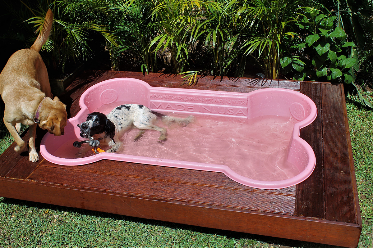 Win a BoneShaped Dog Pool Competition Australian Dog Lover