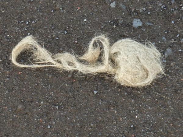 Cheveux de Pélé produits par l'éruption du volcan Bardarbunga, dans la plaine d'Holuhraun, 07 septembre 2014
