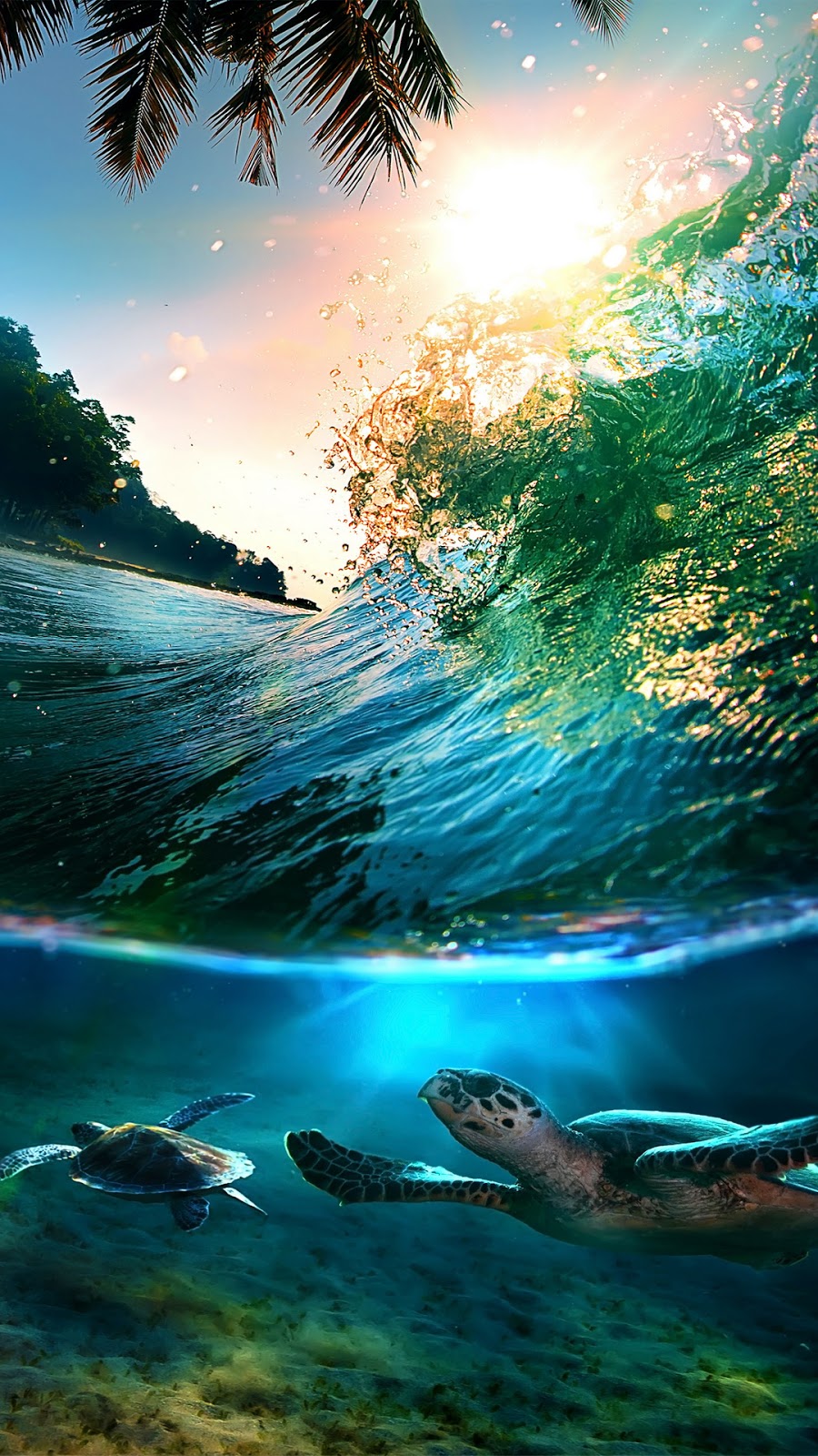 Wallpaper Android Pulau Laut tropis HD penyu