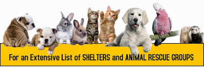 spay, neuter, cats, dogs, kitten, puppy, petsnmore.org,list of low cost to free spay neuter clinics, list of shelters and rescue groups