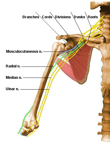 Acozta: GAMBAR