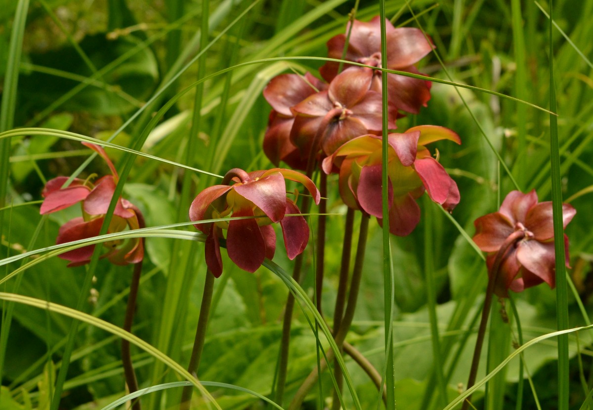 Woods Walks and Wildlife: Two Walks: Visiting a Bog, Plus a Few