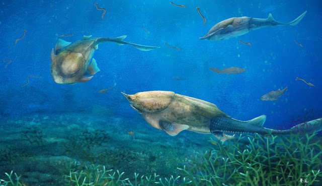 Early fossil fish from China shows where our jaws came from Early fossil fish from China shows where our jaws came from