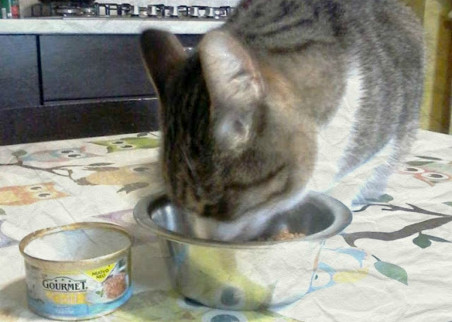 Gourmet Gold ed il mio Lello