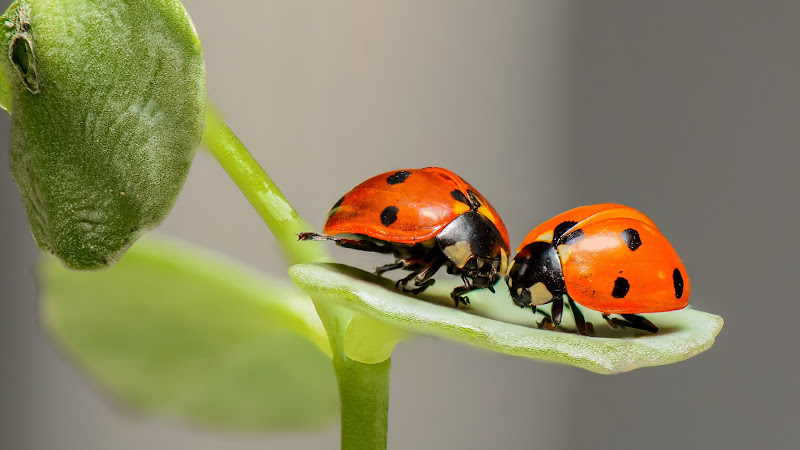 Ladybird Macro Insect