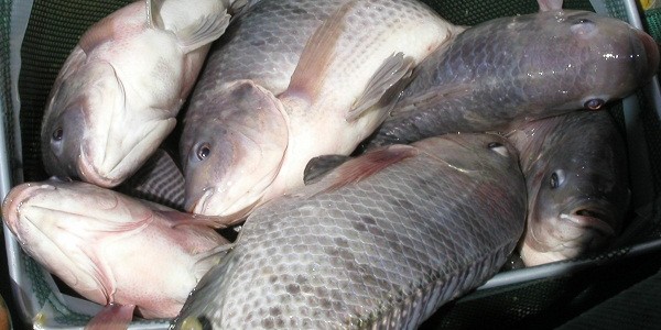 10 Racikan Rahasia Umpan Ikan Nila Paling Jitu 2020