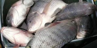 Kumpulan Resep Jitu Umpan Beserta Tips Memancing Ikan Nila