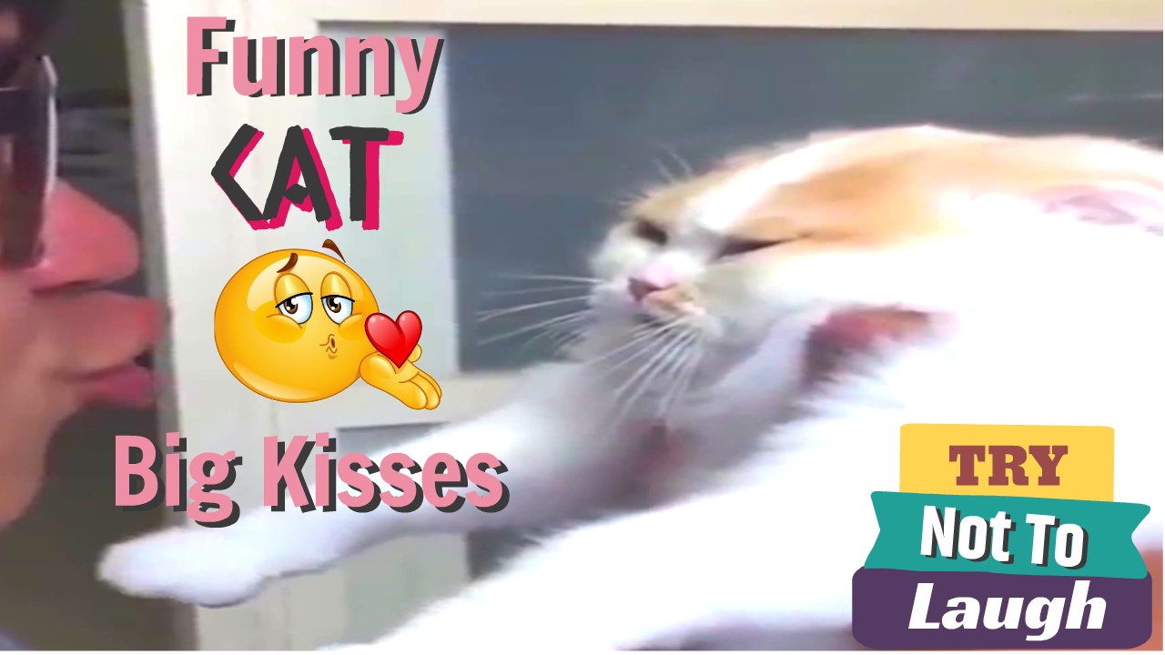 Funpetvid Funny Cats