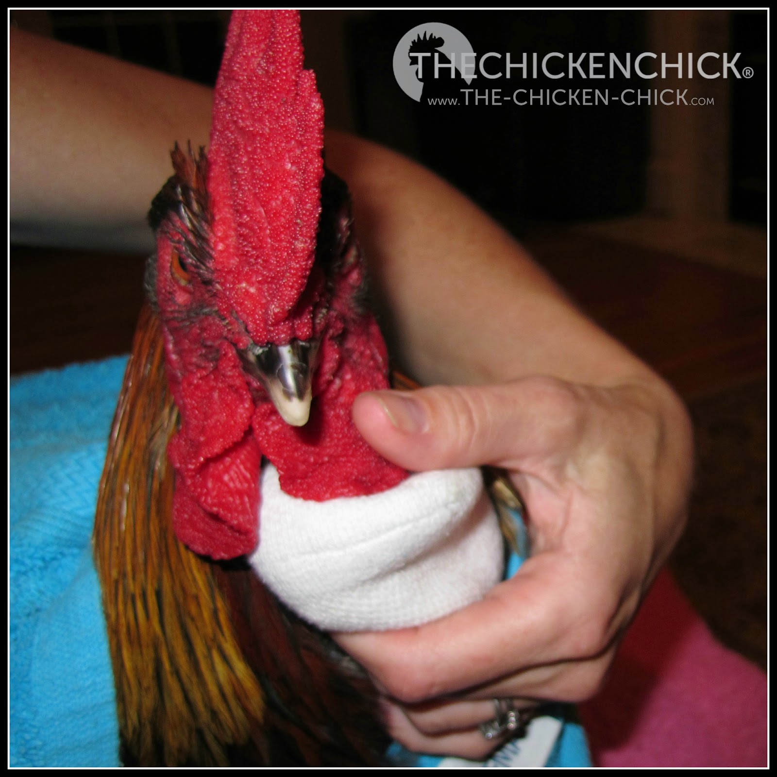 Using a clean towel, gauze or paper towel, apply gentle but firm pressure to an actively bleeding injury until it stops. Wearing vinyl gloves is a good idea when treating wounds. Blood stop powder can be applied to superficial wounds after active bleeding has been controlled. Bleeding wounds often look much worse than they actually are before they are controlled and cleaned up. Using a clean towel, gauze or paper towel, apply gentle but firm pressure to an actively bleeding injury until it stops. Wearing vinyl gloves is a good idea when treating wounds. Blood stop powder can be applied to superficial wounds after active bleeding has been controlled. Bleeding wounds often look much worse than they actually are before they are controlled and cleaned up.