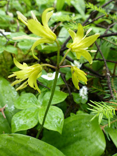 Clintonie boréale - Clintonia borealis Clintonie boréale - Clintonia borealis