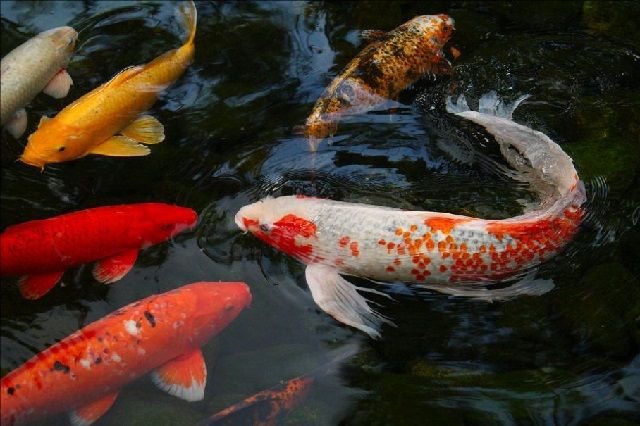 Cara Memunculkan Warna Ikan Koi