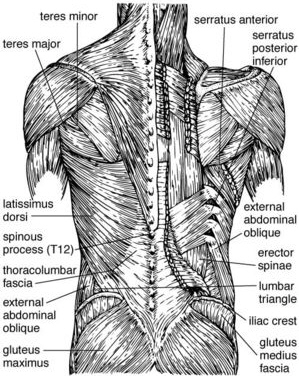 Lower Back Muscles List : Fit Image Personal Training Studio: 3 Headed Monster Cure ... / The muscles of the back can be divided in three main groups according to their anatomical position and function.