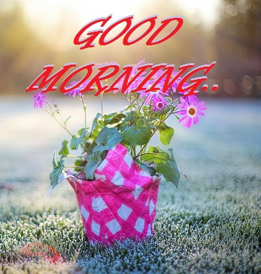 Good Morning Images With Flowers Good Morning Images With Flowers