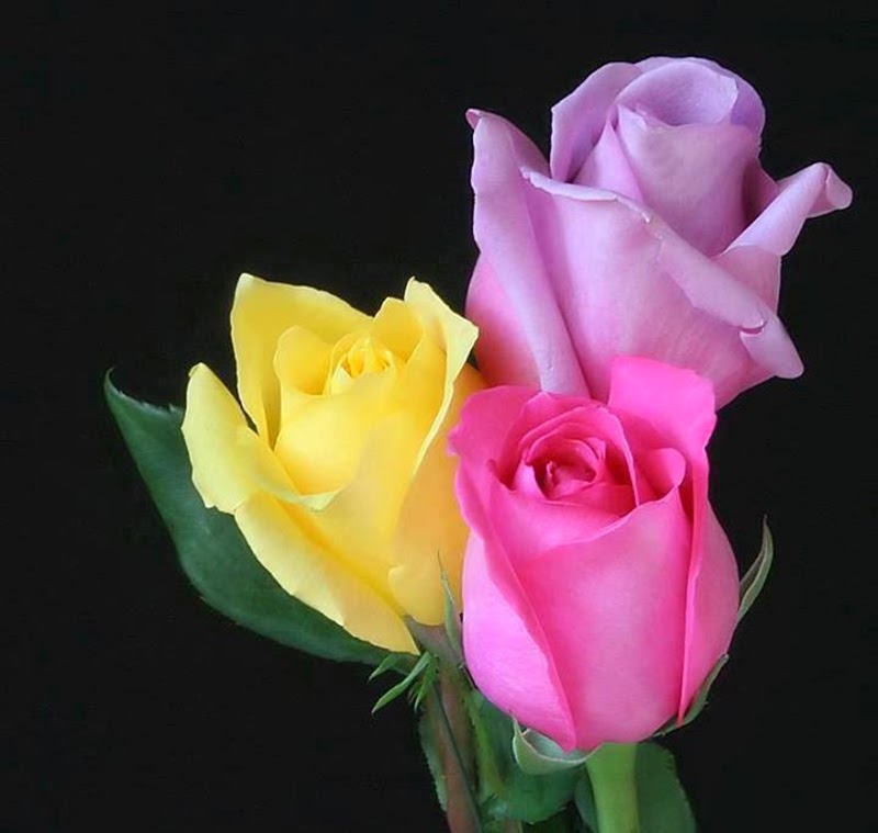 Colorful Stylish Roses Flowers Images Wallpapers for Lovers Colorful Stylish Roses Flowers Images Wallpapers for Lovers