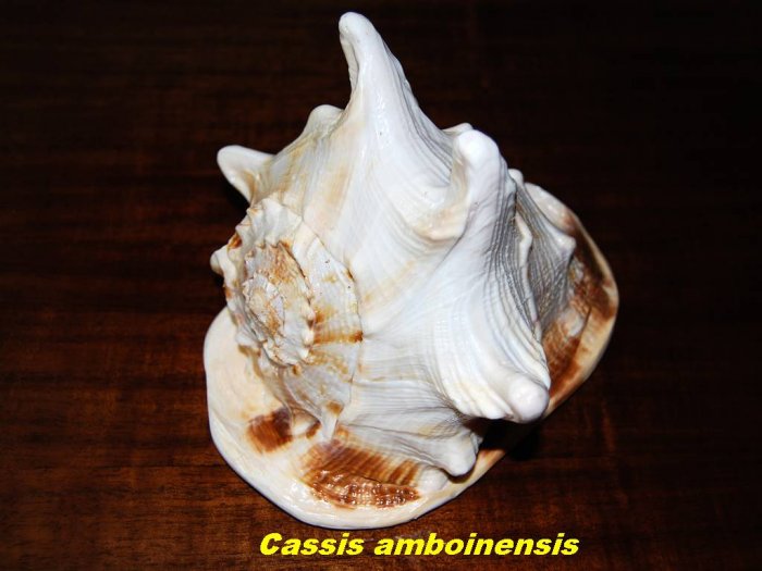 Amazing Thinking:): Sea shells whit there name...